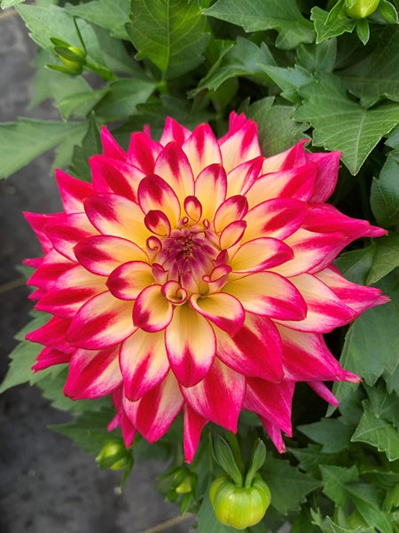 Dahlia - Hypnotica® Tropical Breeze – Calgary Plants