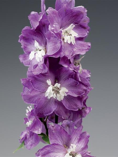 Delphinium - Excalibur Lilac Rose White Bee