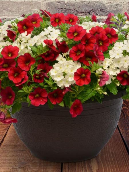 Hanging Basket - Fire & Ice