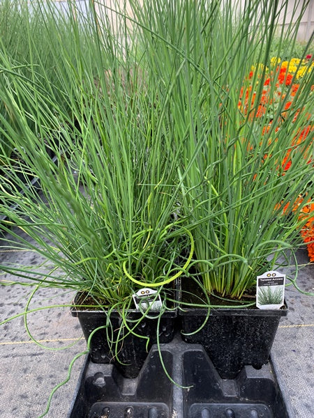 Juncus - Annual Grass - Twisted Arrows - Calgary Plants