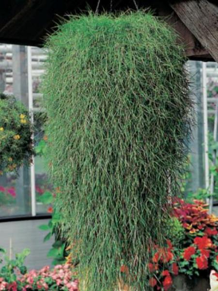 Hanging Basket - Bamboo Trailing - Agrostis Stolonifera - Green Twist