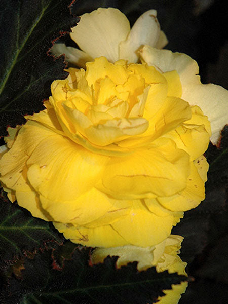 Begonia - Nonstop® Mocca Yellow