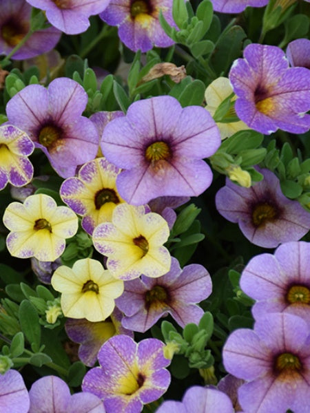 Calibrachoa - Chameleon™ Blueberry Scone – Calgary Plants