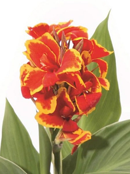 Canna Lily - Cannova® Red Golden Flame – Calgary Plants