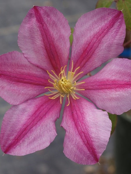 Clematis - Nelly Moser - 1 Gallon