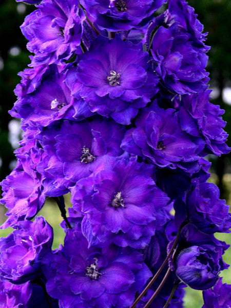 Delphinium - Pagan Purple