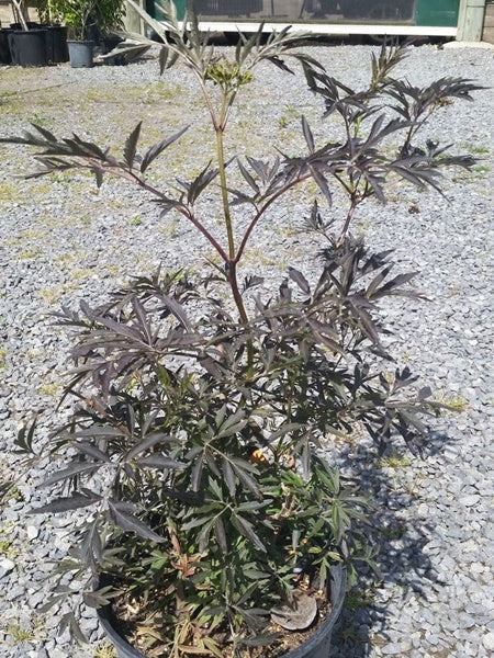 Elder - Black Lace - 2 Gallon – Calgary Plants