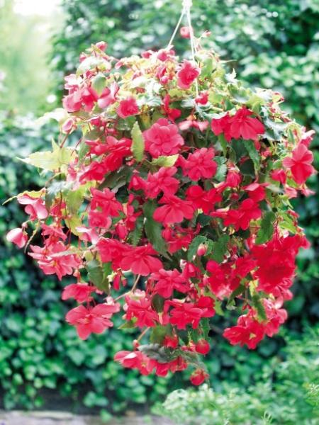 Hanging Basket - Begonia Illumination Rose