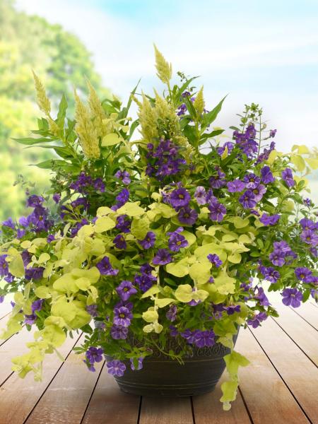Hanging Basket - Unlikely Lime