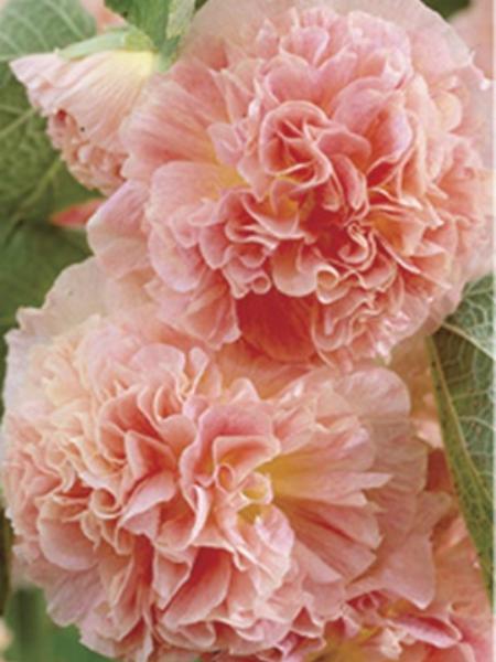 Hollyhock - Alcea Rosea Peaches 'n' Dreams – Calgary Plants