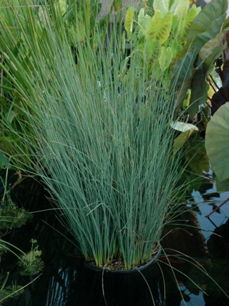 Juncus - Annual Grass - Blue Arrows - Calgary Plants