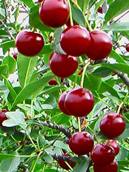 Cherry - Juliet - 7 Gallon