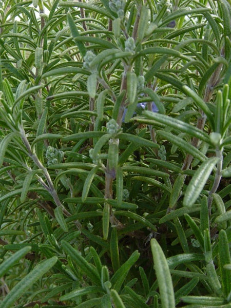 Herb - Rosemary