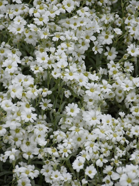 Tomentosum - Cerastium Snow-in-Summer