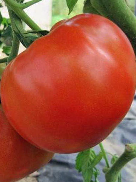 Vegetable - Tomato Big Beef