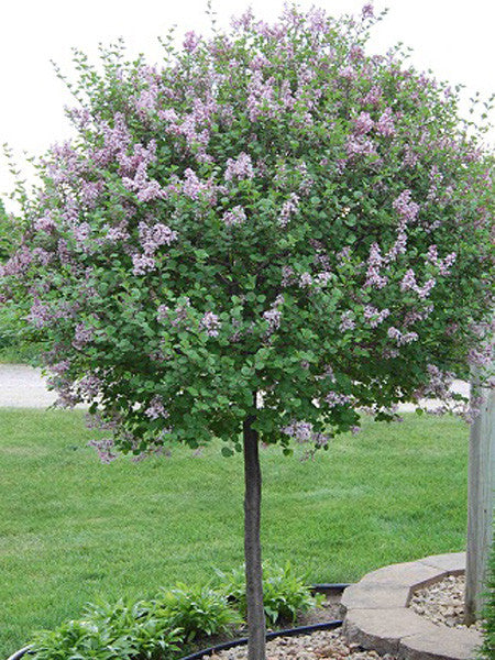 Lilac - Dwarf Korean Top Grafted - 5 Gallon – Calgary Plants