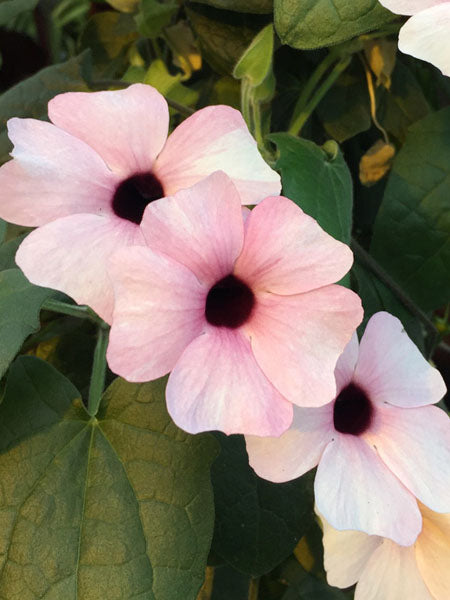 Thunbergia - Black-Eyed Susan Vine Sunny Susy® Pink Beauty