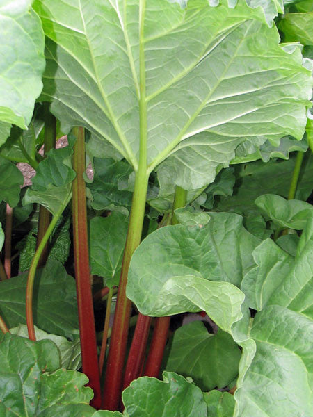 Rhubarb - Canada Red – Calgary Plants