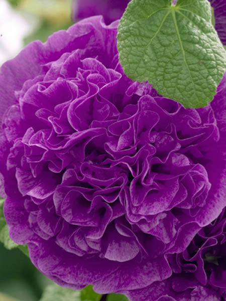 Hollyhock - Alcea Rosea Chaters Double Purple – Calgary Plants