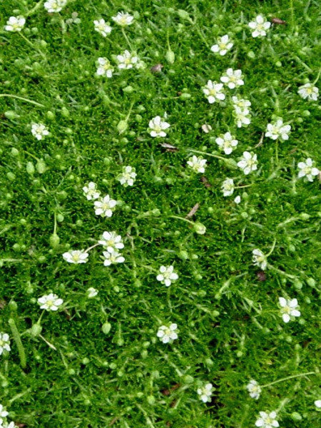 Sagina Subulata - Lime Moss