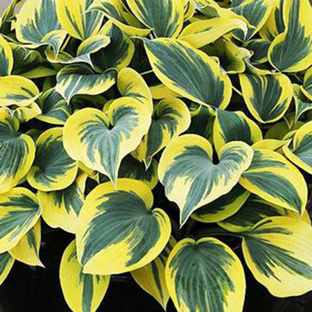 Adding colour with shade Perennials