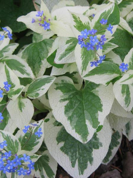 Perennials - With Attractive Foliage