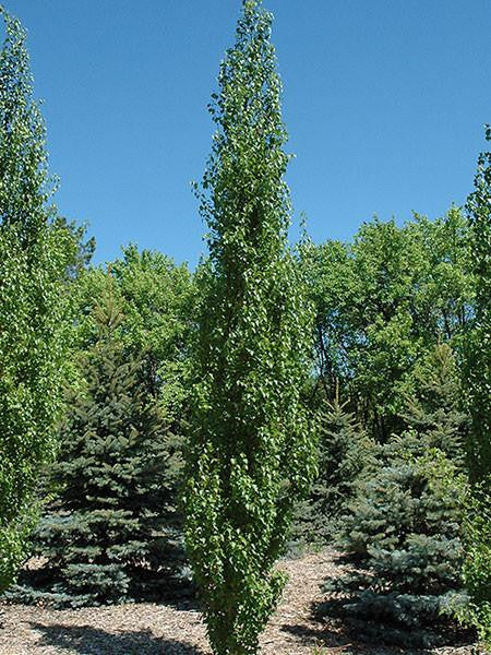 Trees - columnar or narrow