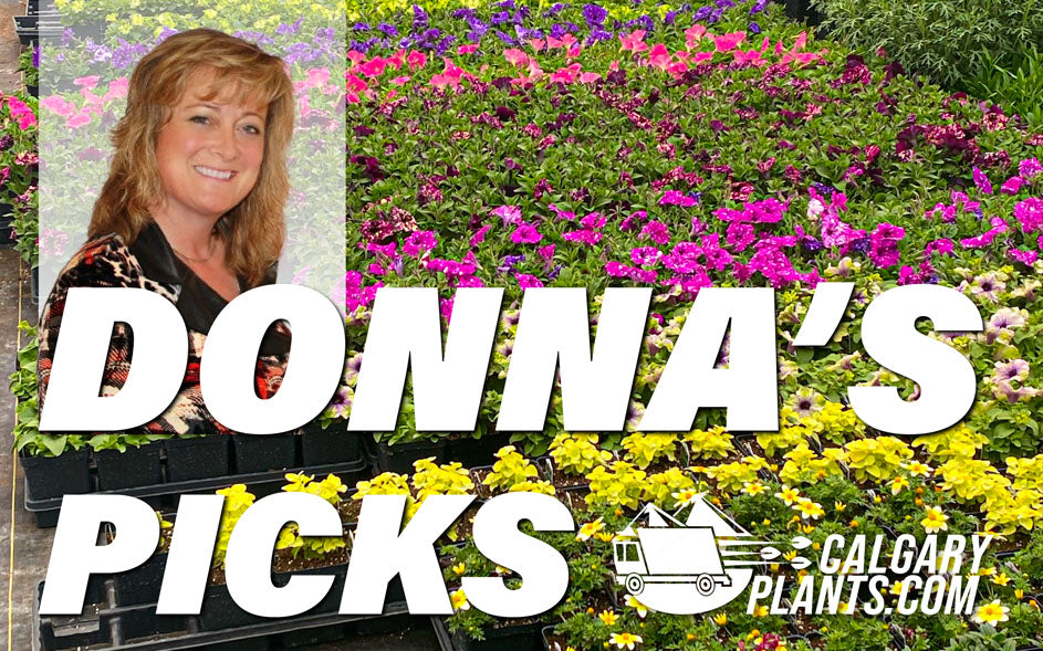 Donna's Picks