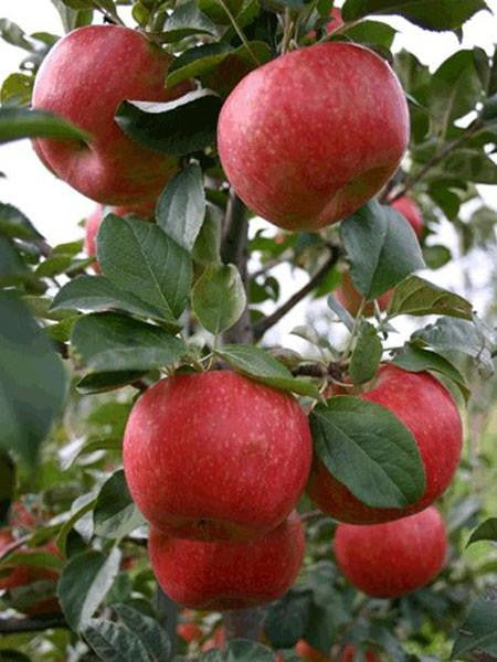 Trees - edible trees, including apple trees and more