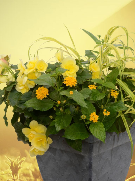 Hanging Basket - 24 Karat Gold