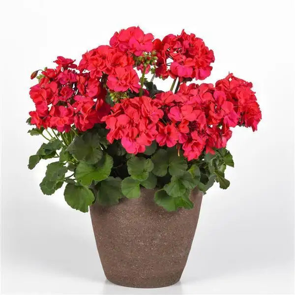 Geranium Interspecific Solera Fuchsia