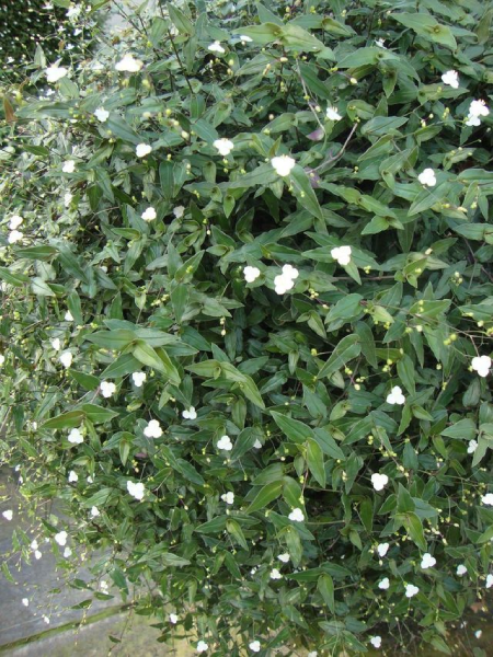 Hanging Basket Tradescantia - Wandering Jew Tahitian Bridal Veil