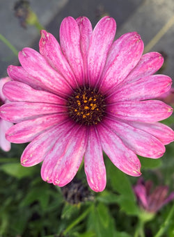 African Daisy - Gelato Pink Surprise