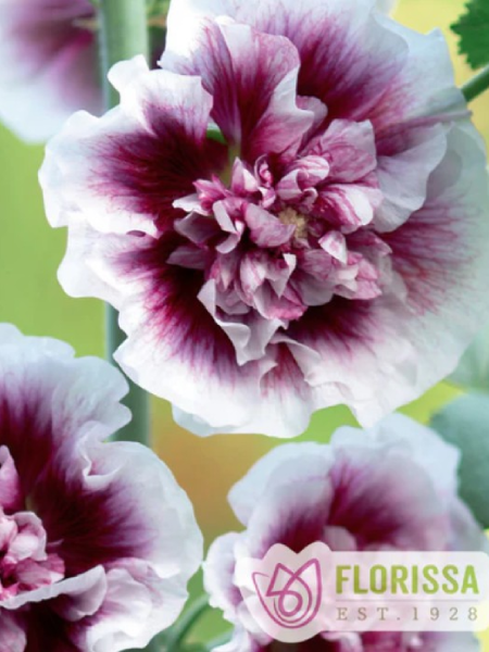 Alcea Rosea Hollyhock Creme de Cassis