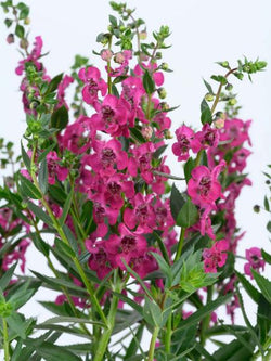 Angelonia- Alonia Big Cherry