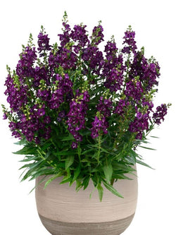 Angelonia- Alonia Big Grape
