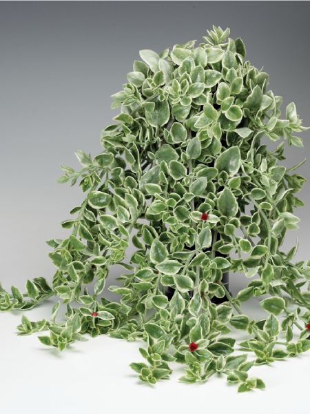 Hanging Flower Pouch - Aptenia Cordifolia Mezoo Trailing Red
