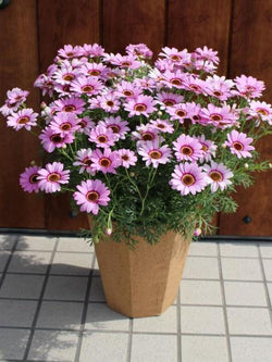 Argyranthemum - Grandaisy® Pink Halo