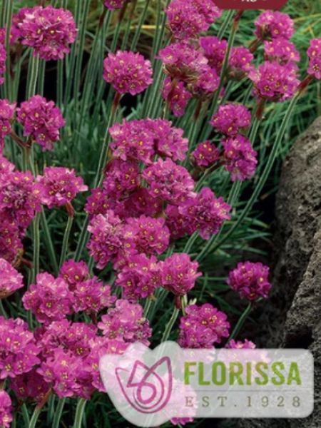 Armeria Splendens Sea Thrift