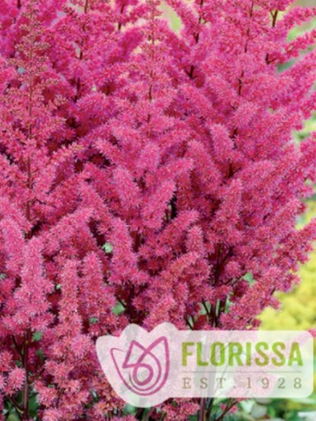Astilbe Maggie Daley