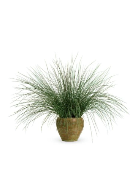 Juncus Annual Grass Blue Mohawk