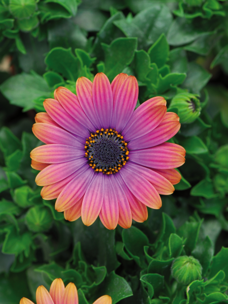 Osteospermum Zion Copper Amethyst
