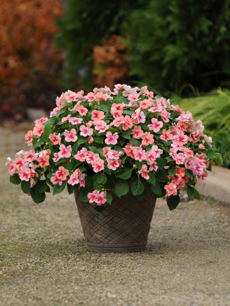 Impatiens Exotic Patchwork Peach Prism