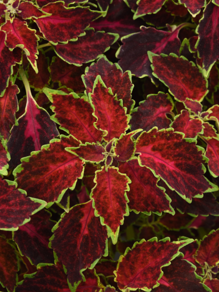 Coleus Trailblazer™ Ruby Punch