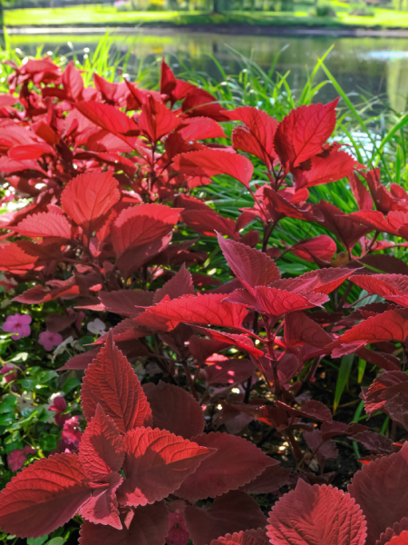 Coleus Volcanica Redhead