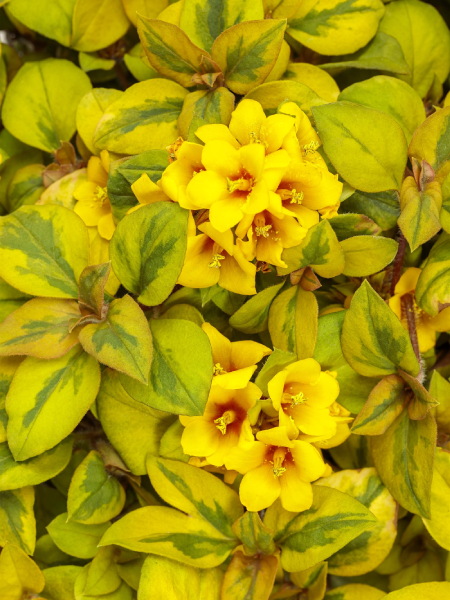 Lysimachia Waikiki Sunset