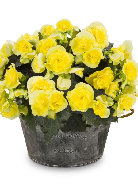 Begonia - Hiemalis, Solenia Yellow