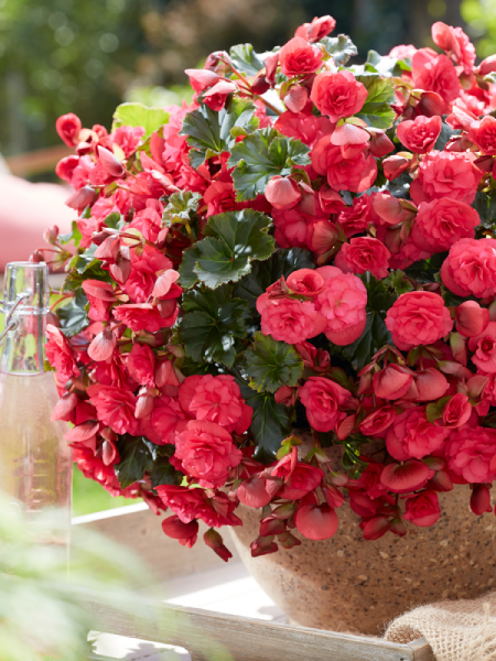 Begonia - Hiemalis Vermillion Hot Pink