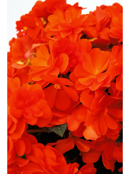 Begonia Hybrida iCandy Inferno