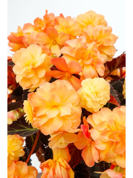 Begonia Hybrida iCandy Sunset